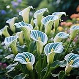 Rizomas de cala fáciles de cultivar,Cala perenne,adecuado para plantar en interiores＆exteriores,prospera en macetas＆en el suelo-2Rizomas-H