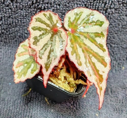 GW Begonia sp.Irian Jaya �x�S�j�Asp�C���A���W����
