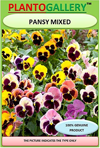 PLANTOGALLERY Good Germination Pansy Mixed Colour Flower F1 Hybrid Seeds (B07S7CDS19) Amazon Price History, Amazon Price Tracker