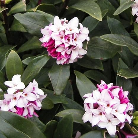 Amazon Co Jp 沈丁花 ジンチョウゲ 赤花4 5号ポット 香りのよい小花をたくさん咲かせます ホーム キッチン Amazon Co Jp 沈丁花 ジンチョウゲ 赤花4 5号ポット 香りのよい小花をたくさん咲かせます ホーム キッチン