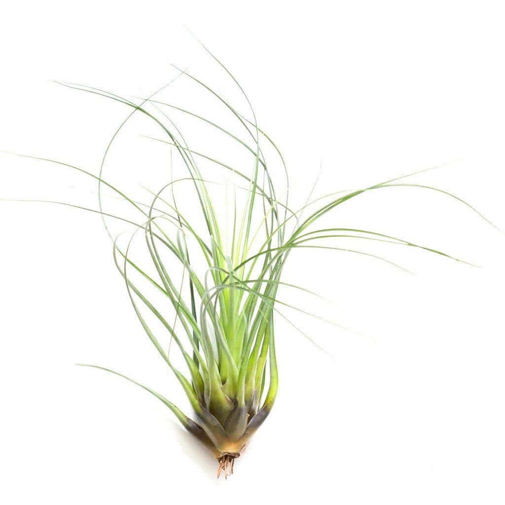 Air Plant - Easy to Keep House Airplant - Tillandsia Gift Bromeliad (Punctulata)