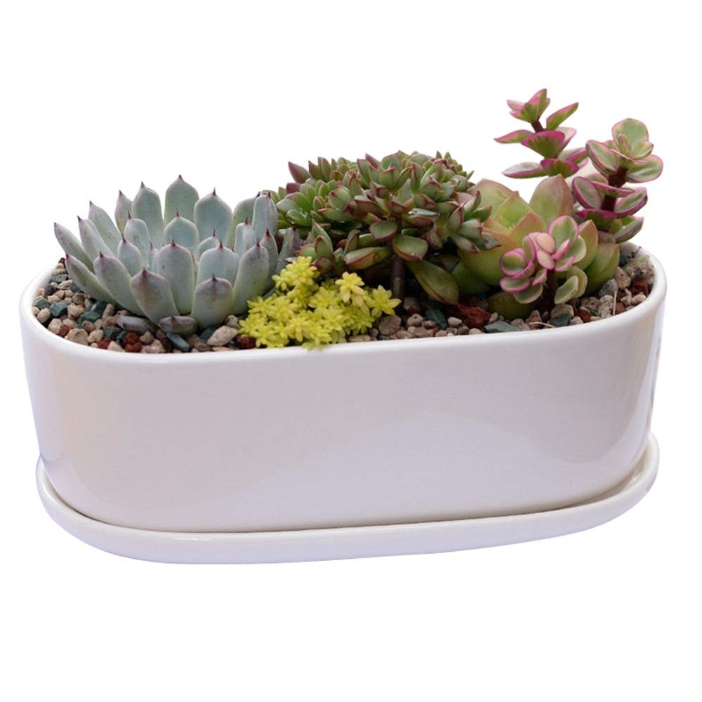 BPTCHP Succulent Ceramic Small Flower Pot White Oval Succulent Potted Modern Ceramic Round Design for Succulent Planter Cactus Pots Decorative Flower Bowl Basin Tub (Color : Ceramic Tray)