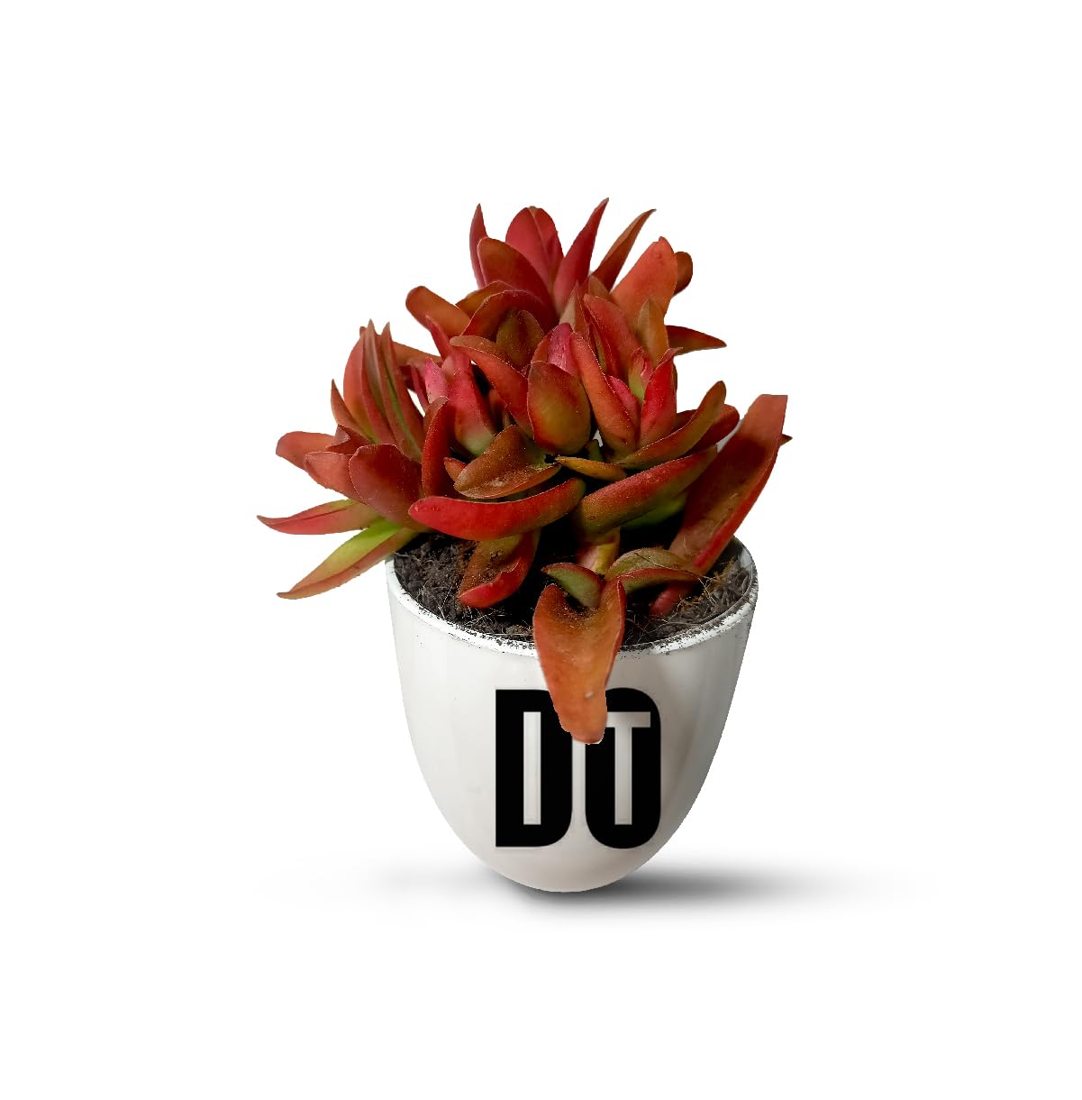 HILLMART Hand-Painted Motivational DO IT Plastic Pots for Office Desk with Drainage Hole with 4 nos Ideal for Succulent Plants & Planters for Home Decor, Living Room, Home Office