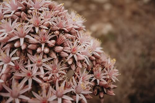 Sony ZV-E10 II | Appareil Hybride à objectifs interchangeables APS-C (Vidéo 4K60p 4:2:2 10 Bits, 26 MP, Stab. Digitale, Eye AF en Temps réel)