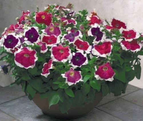 50 Seeds - Il pellet Semi Petunia Hulahoop mix di primavera Semi