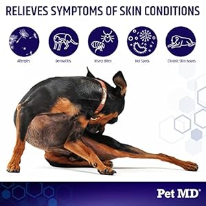 Petmdhydrocortisonesprayfordogscatshorsesitchreliefsprayhotspottreatmentfordogsirritateddryitchyskinallergiesanddermatitisreducestopicalinflammation4oz Urban Country Home Decor Pet md hydrocortisone spray for dogs cats horses itch relief spray hot spot treatment for dogs irritated dry itchy skin allergies and dermatitis reduces topical inflammation 4 oz urban country home decor