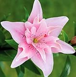 (2) Elodie Asiatic Lily, Double Pink Flowers , Beautiful Flower Bulb, Spectacular Flowering...