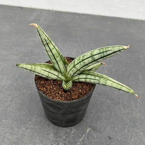 サンスべリアの商品画像