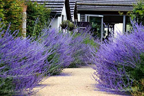 2000 Seeds, Sage "Sapphire Blue" (Salvia Farinacea) Seeds #TOP3