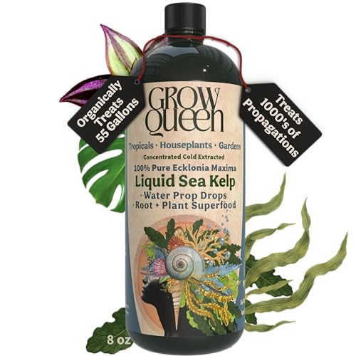 Grow Queen Organic Liquid Kelp & Seaweed Extract Prop Drop (Ecklonia Maxima) Root + Plant Growth Hormone & Root Plant Food for Water Propagation Hydroponics & Soil 8oz 55 Gallons