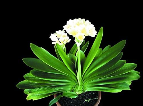 3 Seeds Real clivia white seeds plants bonsai garden flower seed
