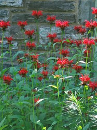 Perennial Farm Marketplace Monarda d. 'Jacob Cline' (Bee Balm) Perennial,