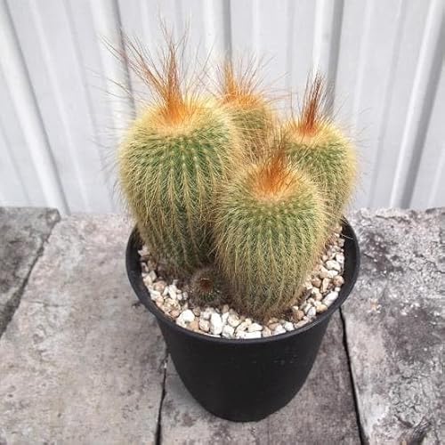  WہiLRE}j S Parodia leninghausii