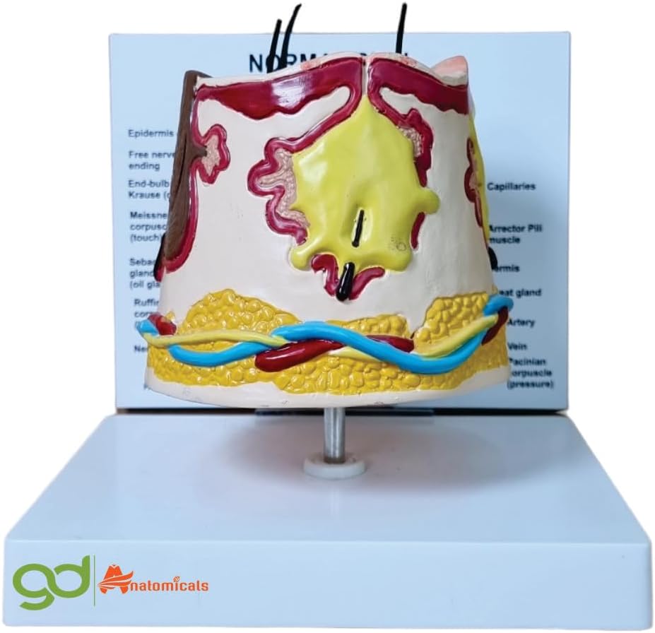 GD ANATOMICALS® Anatomy Skin Block Model - Perfect Science Teaching Aid for Comprehensive Skin Anatomy Education and Dermatology Study - Lifesize 3D Model Designed to Enhance Science Instruction - Ideal for Science Teachers, Biology Classrooms, and Healthcare Education"