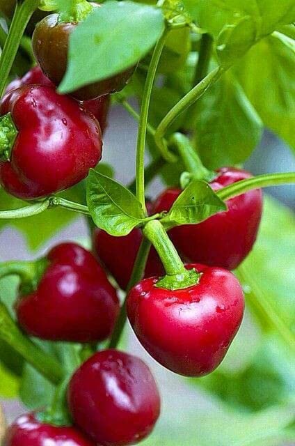 Ritz Farming® Imported Chilli seeds | cherry chilli seeds | mirchi vegetable seeds For Your Home & kitchen Gardening Pack of 1 gram (B0BZSZ1YNL) Amazon Price History, Amazon Price Tracker