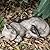 Sleeping Cat Garden Statues Outdoor - 12"Sparrows On Cat Figurine Memorial Statue Grave Markers Garden Resin Sleeping Cat Statues for Garden Decor Outdoor Cat Statue Resin 12" x 8" x 4.5"LC LCdecohome