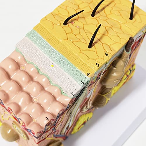 Image of Skin Anatomical Model, 35X Enlarged Skin Layer Structure Model with Hair