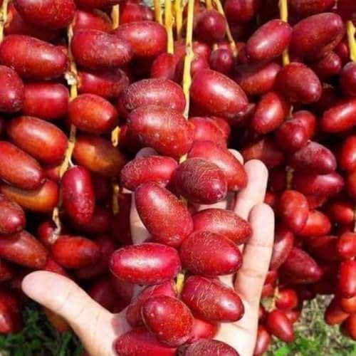 Image of All-Time 12 Months Hybrid GRAFTED Live Fruit Plant Original & Authentic Organic Tree for Outdoor Fast-Growing Fruit Plant Home Gardens Pack Of-1 (Arabian Dates-Khajur Tree, Medium)