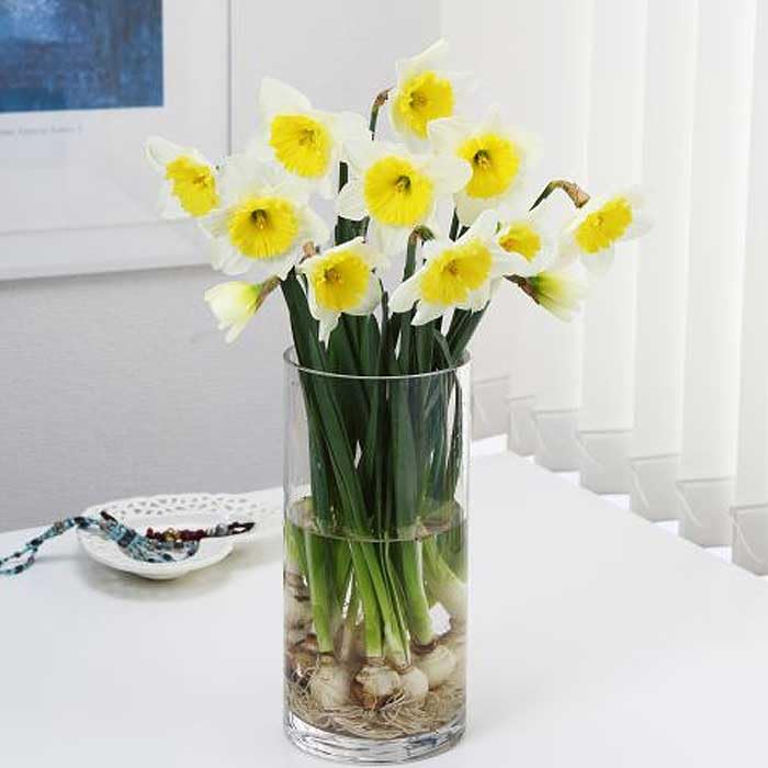 球根　水仙　ラッパ咲き　黄　No.6 Amazon.co.jp: 水仙 【ラッパ咲き 白/黄品種】 球根 （2球入