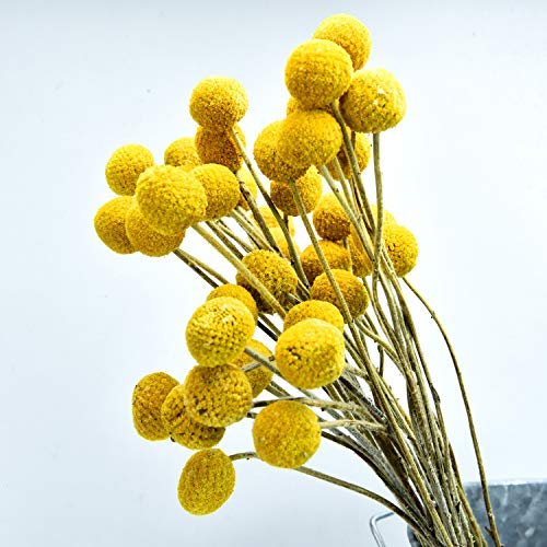 Yoken 50 Stems Craspedia Flowers Natural Dried Flowers for Arrangements Hried Bundle for Photo Props, Home Decor