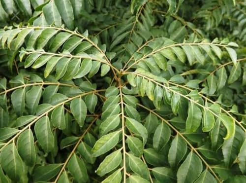 Image of Curry Leaves PlantSaplings,Herbal Plant Kadi Patta PlantSaplings,Murraya Koenigii Meetha Neem Plant Indoor Outdoor For Home &Garden PlantSaplings (Pack Of 1),CF SG01