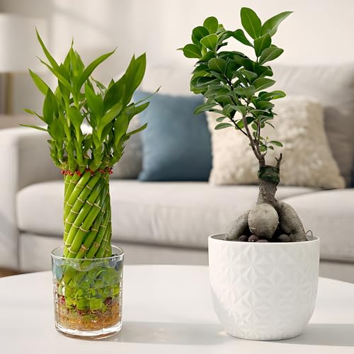 Image of Amulya Farms Bamboo Plant for Home Decoration | Combo of Bamboo Wheel in Glass Pot and Bonsai Plant | Lucky plants for Home Decor | Bonsai with Stylish Planter | Feng Shui Plant |