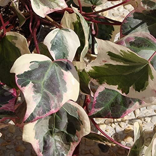 Amazon ヘデラ カナリエンシスバリエガータ 6本 草