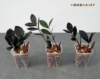 ✨激レア✨ザミオクルカス　レイブン　斑入り　葉挿し　右下カット 極上ZZV】 葉挿しで増やすか悩んだ末、結局このまま発根させまし