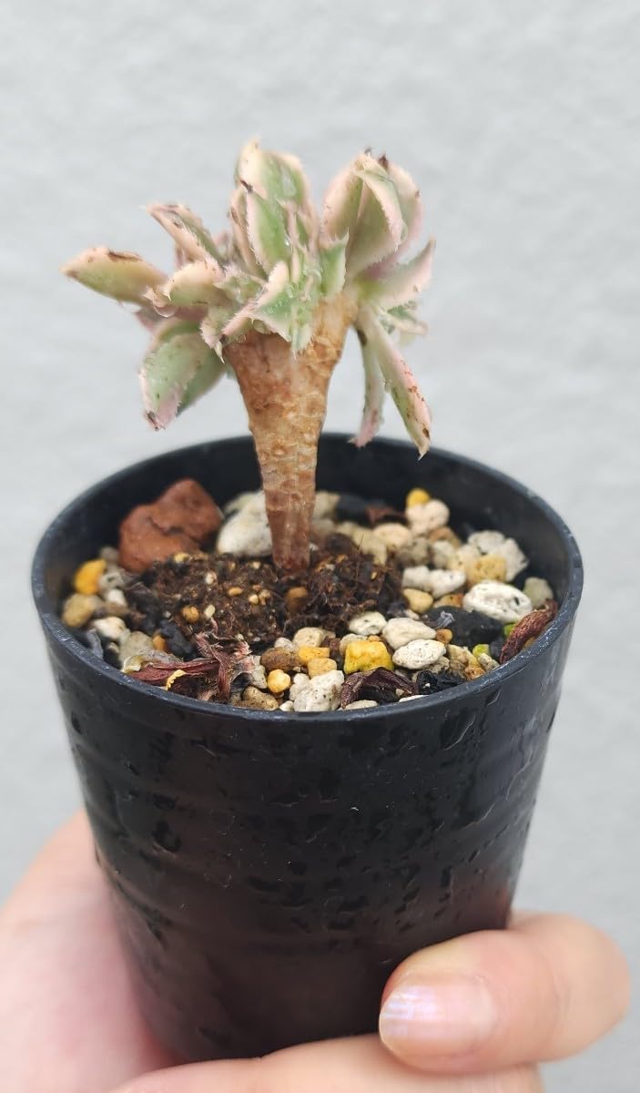 Amazon.co.jp: アエオニウム サンバースト綴化 多肉植物 苗 : DIY