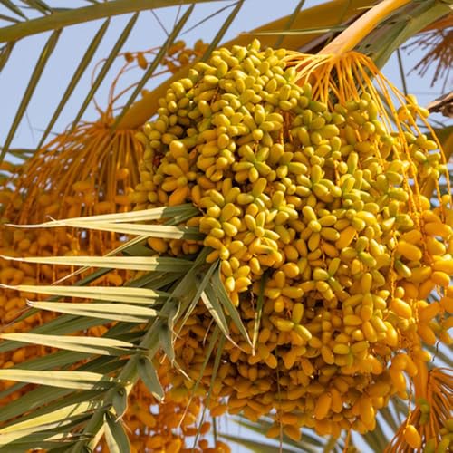 palmera datilera semillas de palmera datilera fresca dátil, resistentes al invierno para balcones orgánicas, 35pcs