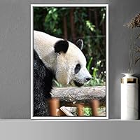Framed Canvas Wall Art Panda Animals Bear Expressive Living Room Multicolor Photography Tropical - 16x24 inches