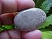 Car1017 Agatised Coral Fossil Cabochon