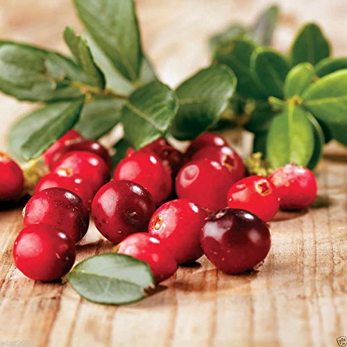 Vaccinium macrocarpon - How to grow & care