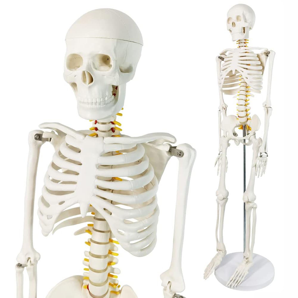 Mini model szkieletu ludzkiego 1/2 naturalnej wielkości do anatomii 85 cm z układem nerwowym, zdejmowanymi ramionami i nogami, 1 zestaw