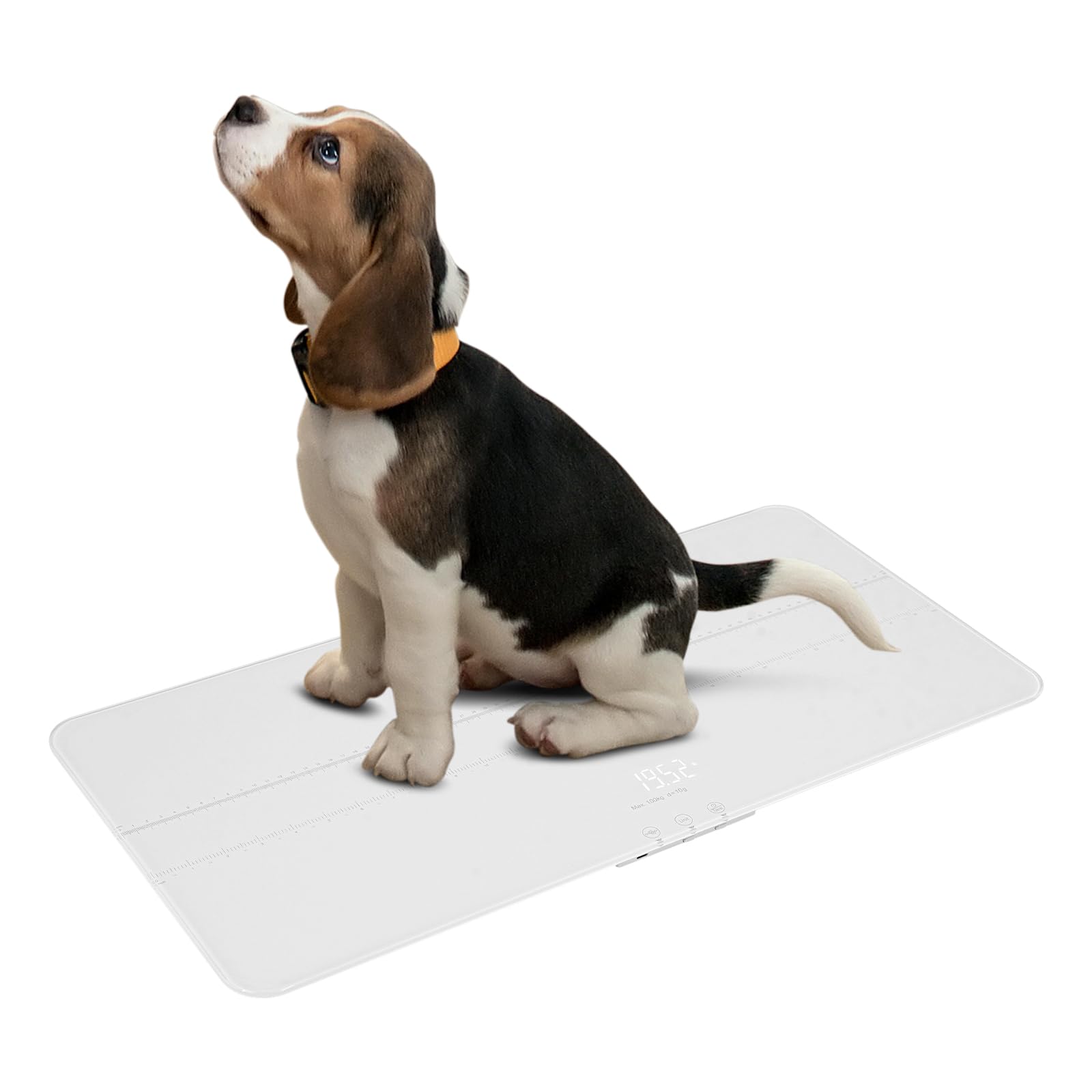 Bilancia digitale per animali domestici per cani e gatti, bilancia per animali con indicatore LED, grande bilancia per cani, fino a 220 libbre, versione ricaricabile, 3 modalità di pesatura, kg, st