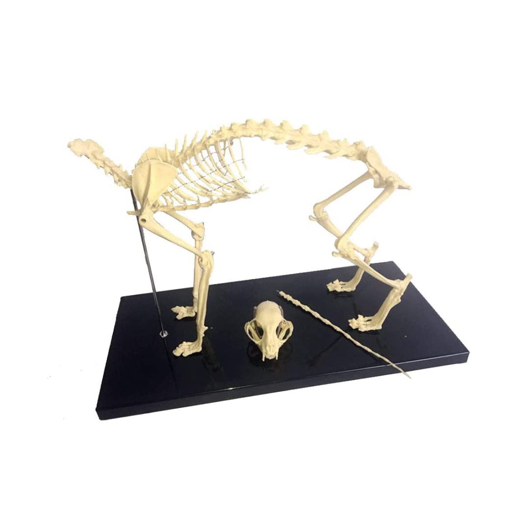 Amazon.co.jp: 猫の骨格解剖モデル 解剖学的な猫の骨 骨格標本 解剖