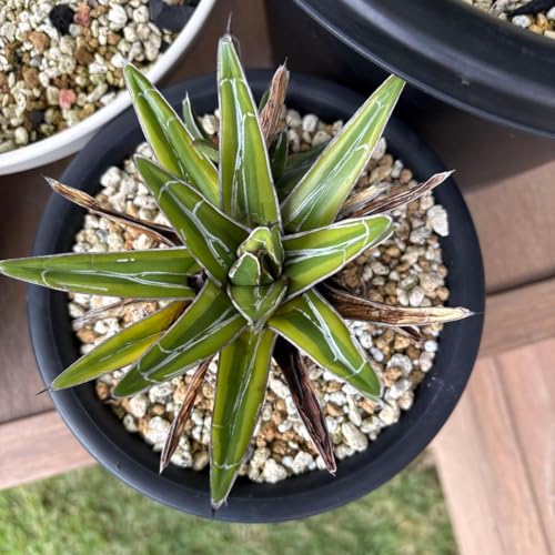 アガベ 笹の雪」の人気商品一覧 | 安い商品を通販サイトから探す