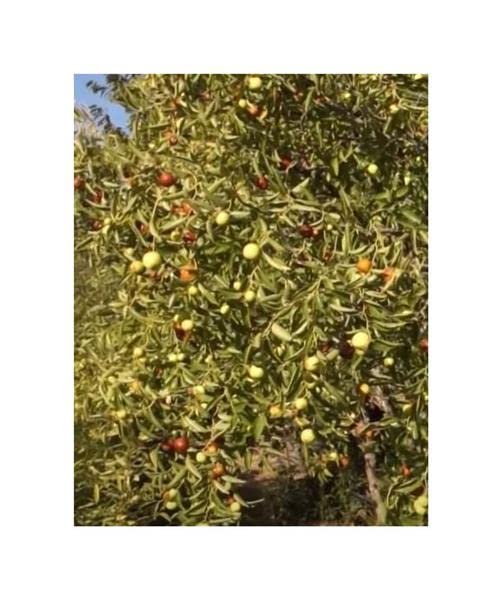 Il Giuggiolo Noto Anche Come Dattero Cinese - Foto 5