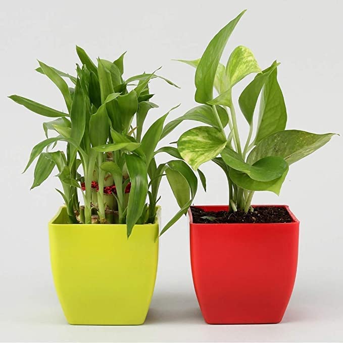 Soil Savers Live Plants Combo 2 Layer Lucky Bamboo in Light Green Money Plant in Red Plastic Pot Good Luck Live Indoor Plant (B0C7Q99V8H) Amazon Price History, Amazon Price Tracker