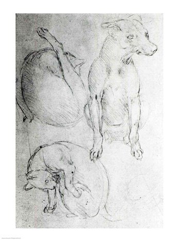 Posterazzi Study of a dog and a cat Poster Print by Leonardo Da Vinci, (18 x 24)