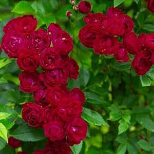 Ramblerrose 'Perennial Domino' Rose Topf 5 Liter