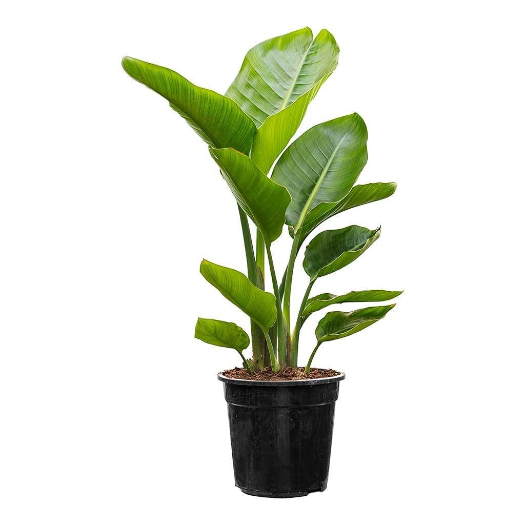 Mphmi Nursery Delhi NCR Bird of Paradise - Plant (B0CHF9BQG5) Amazon Price History, Amazon Price Tracker