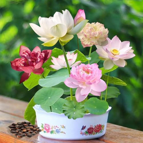 50 Pcs Mixed Color Bonsai Bowl Lotus Seeds,Easily Low Maintenance For Water Features Bonsai Lotus...