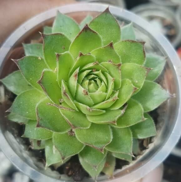 Laxmi Kamal Succulent - Good Luck Plant -1
