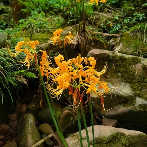 bulbi di lycoris radiata, bulbi di giglio ragno - piante da balcone resistenti cipolla rossa fiori bulbosi piante rare piante da giardino roccioso piante perenni bulbose da 3pcs