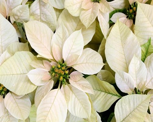 Semillas de planta de flor de pascua 80 piezas blancas
