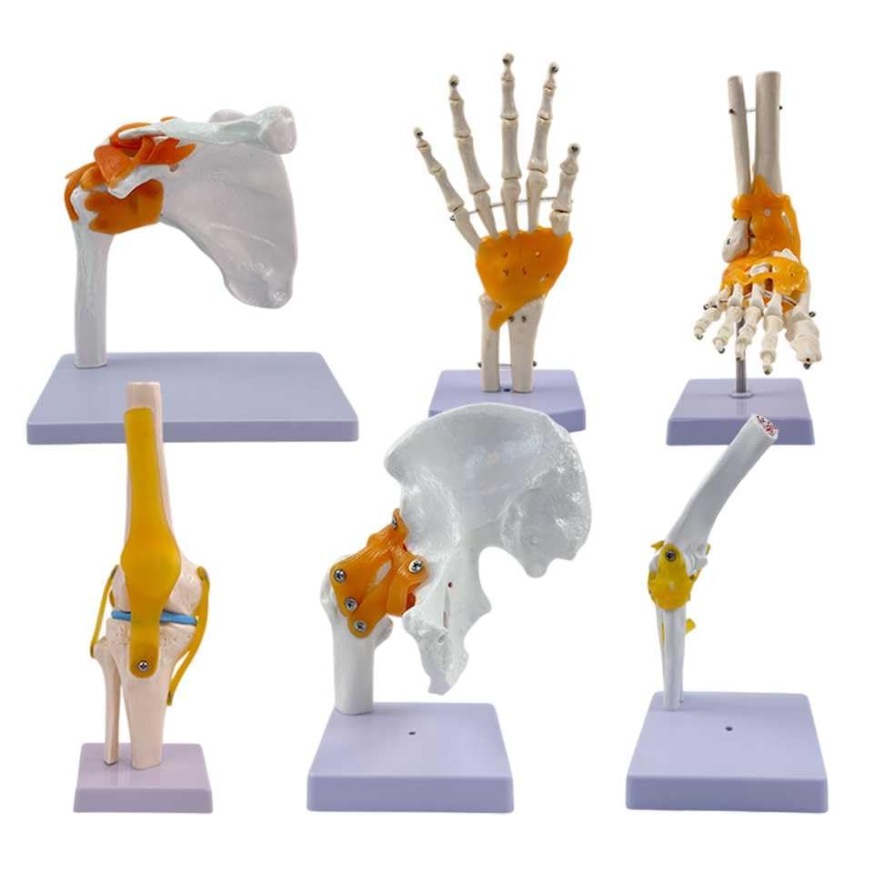 Set de 6 Modelos Articulares con Ligamentos – Modelos Anatómicos a Escala Real para Enseñanza y Demostración – Hombro, Codo, Cadera, Rodilla, Mano y Pie