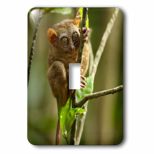 Interrupteur à bascule simple Tarsier Bohol Philippines 3dRose