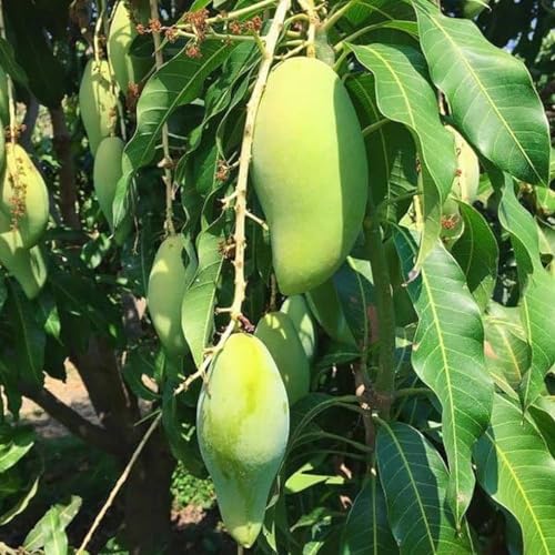 Image of Fast-Growing Thai Mahachanok Mango Plant - Enjoy Fresh Mangoes In No Time Fruit After 1.5-2 Years Hybrid 1 Healthy Live Plant (Grafted Plant, 2-3 Feet Height) PB 28