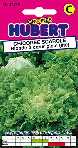 Graines de Chicorée Scarole Blonde à coeur Plein (été) - 4 grammes